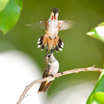 Allen's Hummingbird